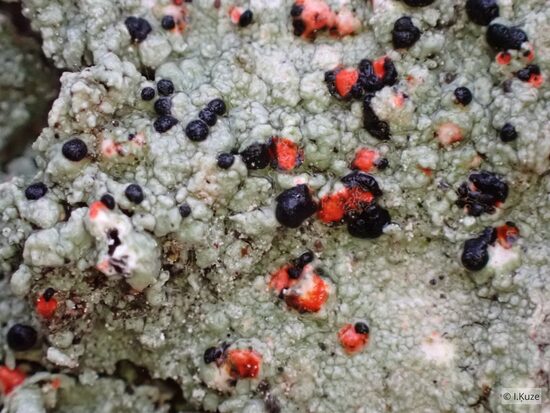 Mycoblastus sanguinarius